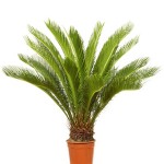 Cycas Zimmerpalme