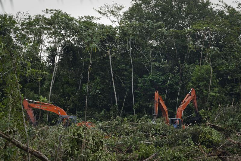 Deforestazione foreste pluviali