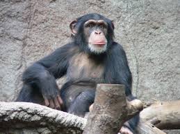 scimpanzè