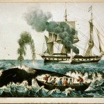 caccia alle balene