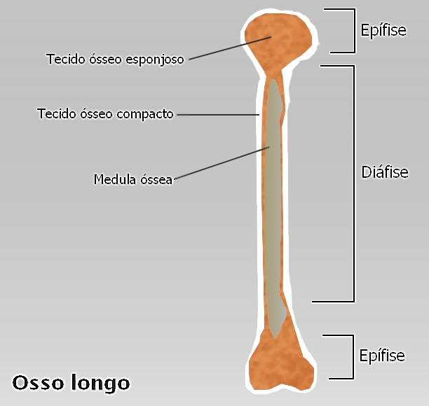 osso lungo