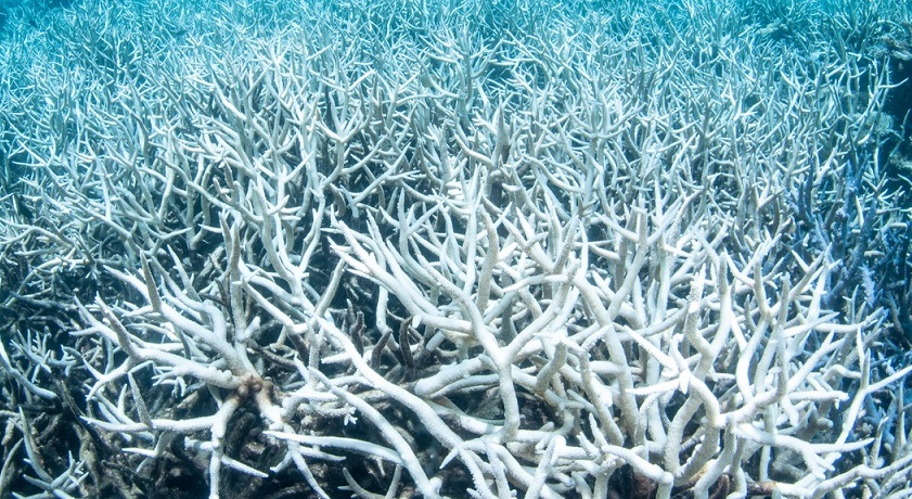Sbiancamento corallo