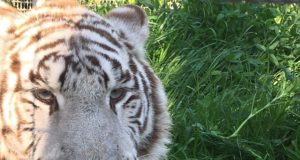 Tigre bianca, zoo di Napoli